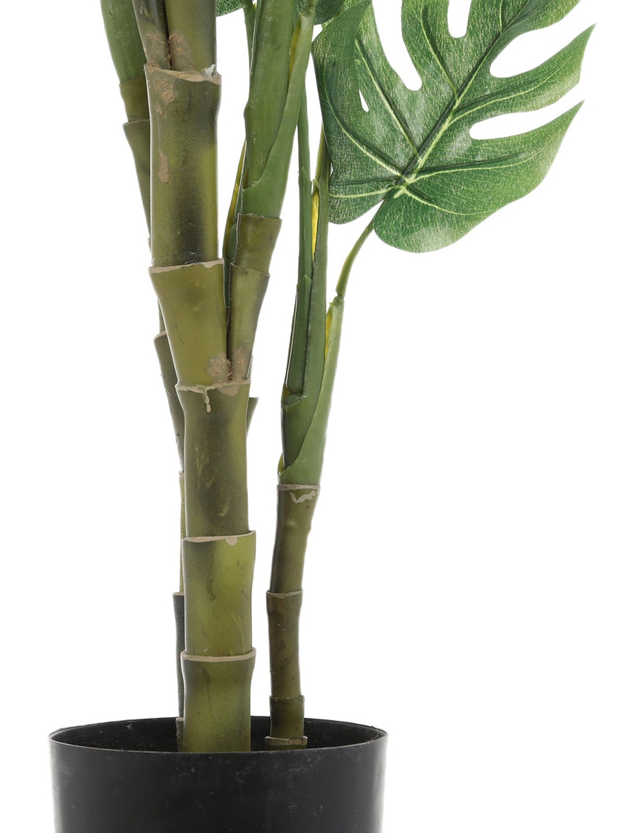 Árbol 2