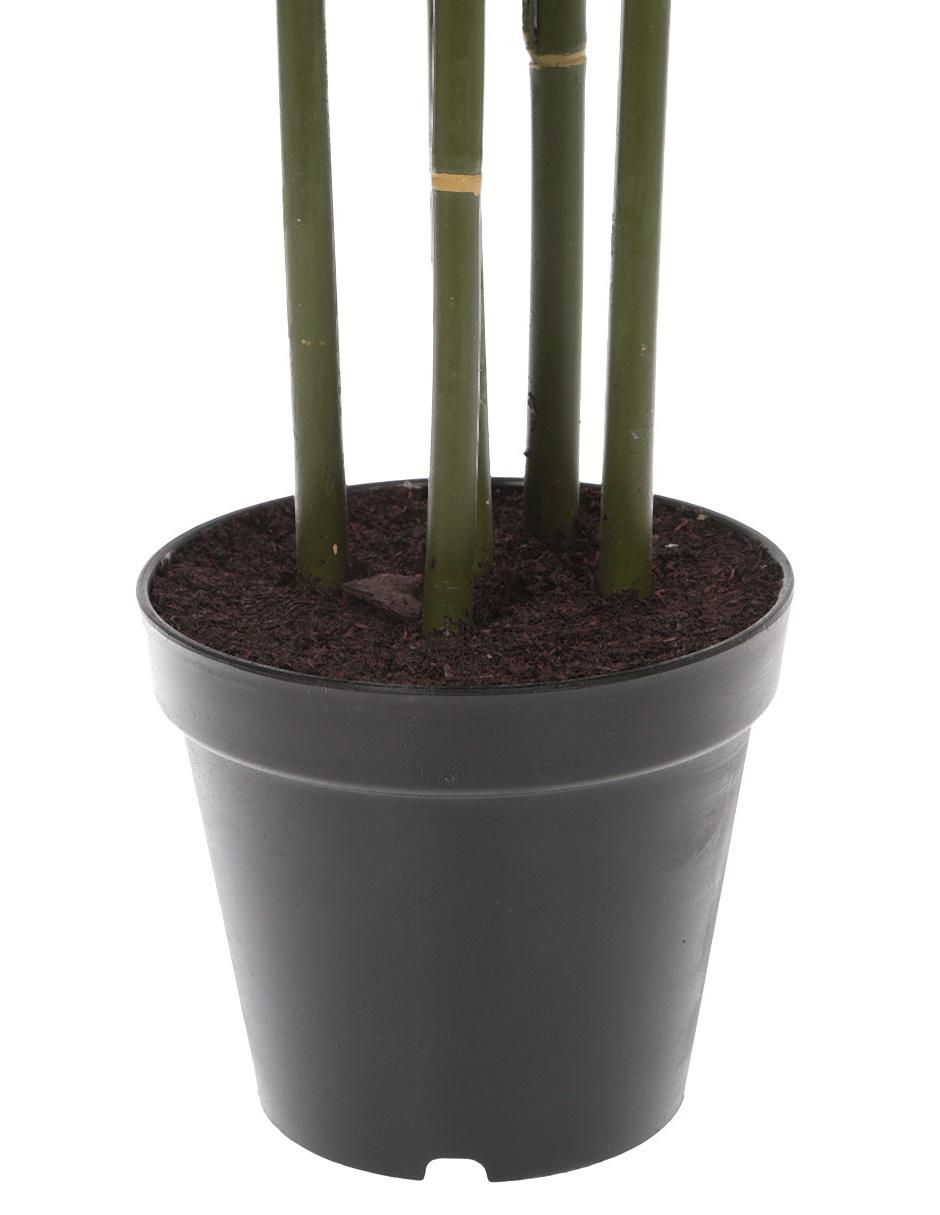 Árbol bambu 5