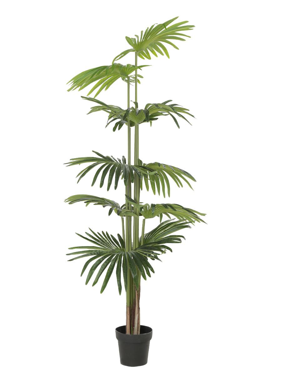 Árbol