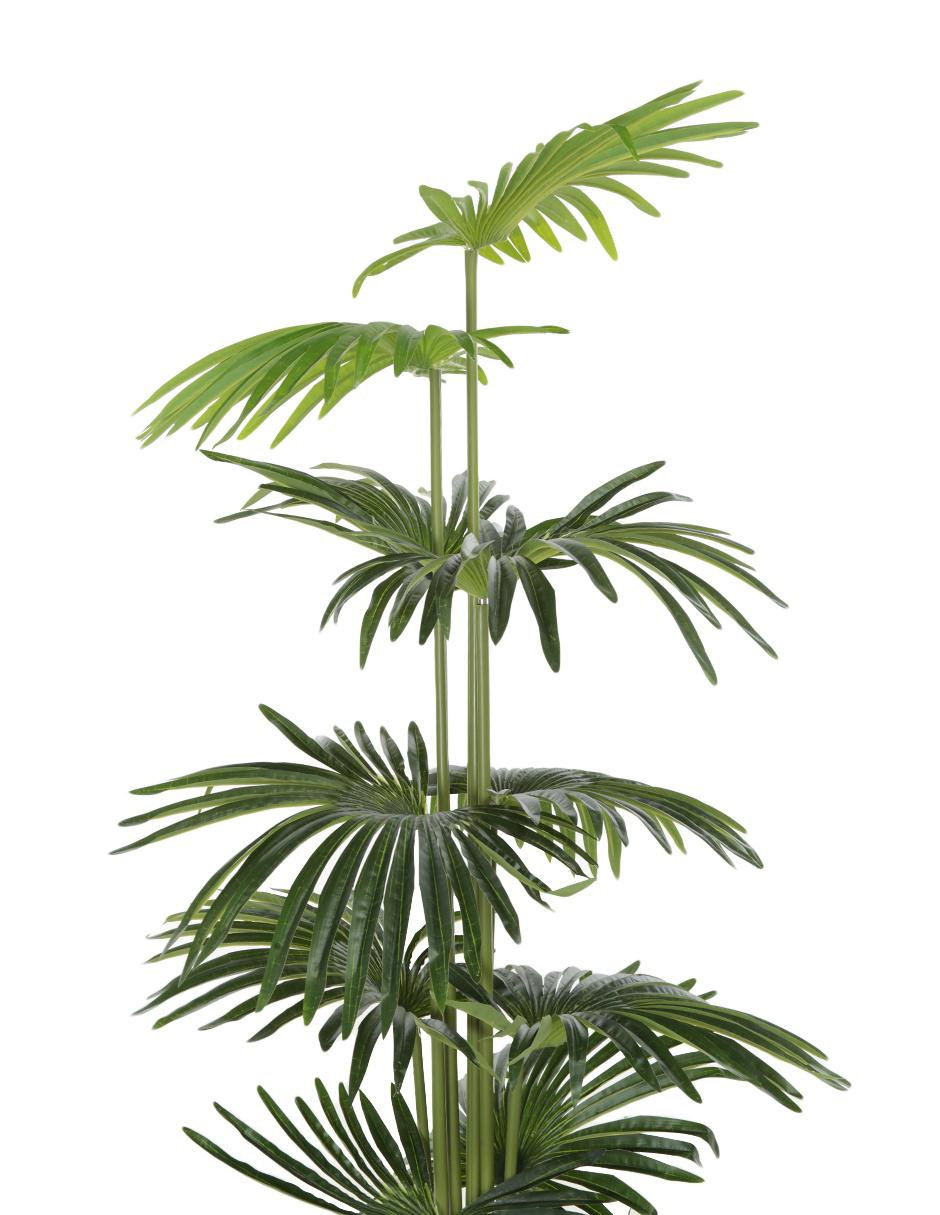 Árbol 3