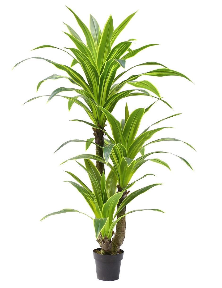 Dracena sintético Dracena sintético