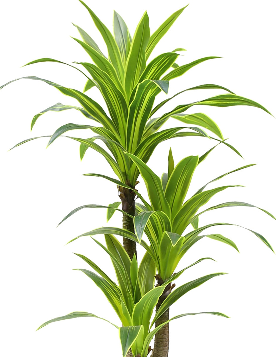 Dracena sintético 2