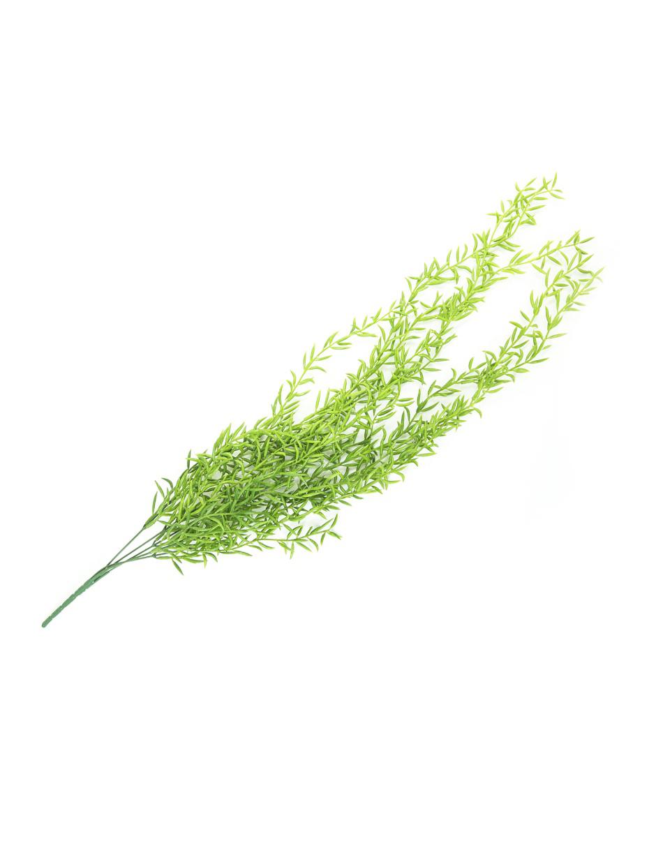 Acacia
