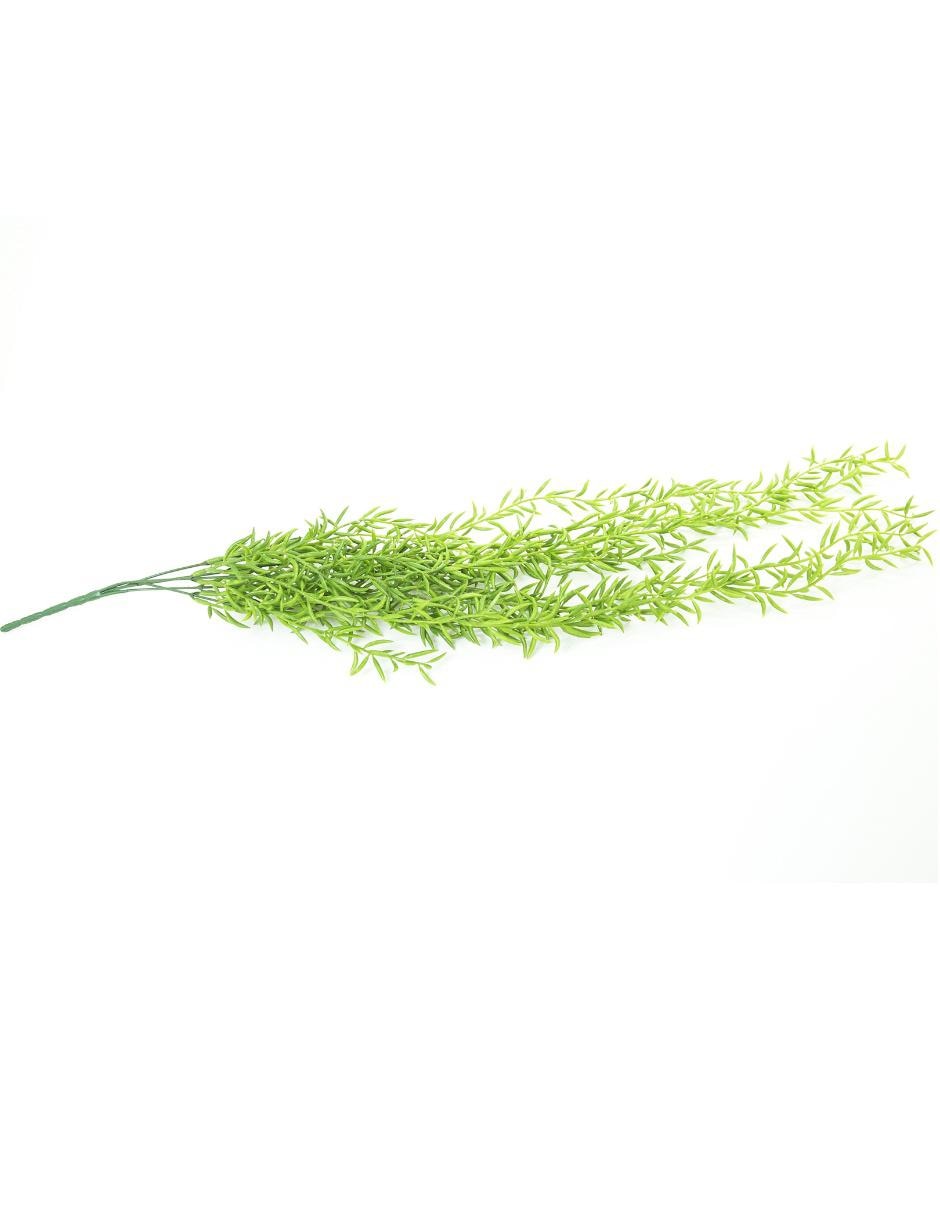 Acacia