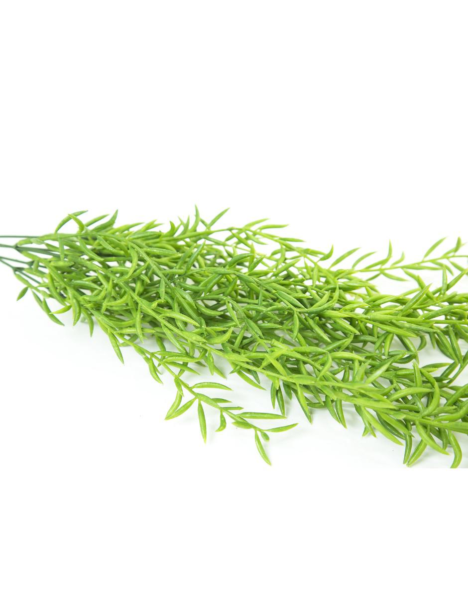 Acacia