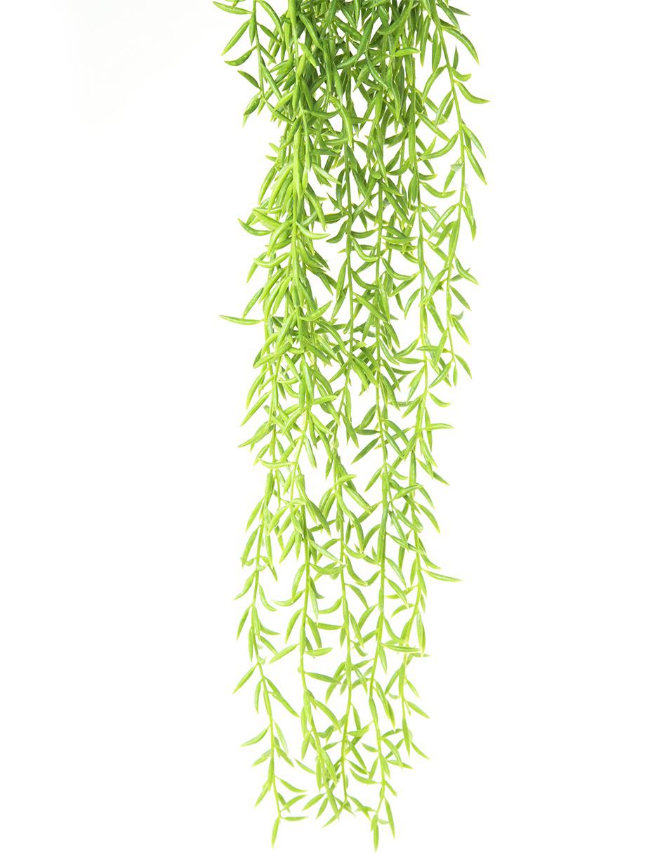 Acacia