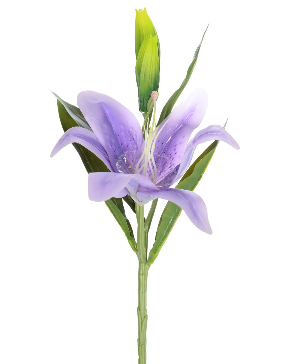 Lily