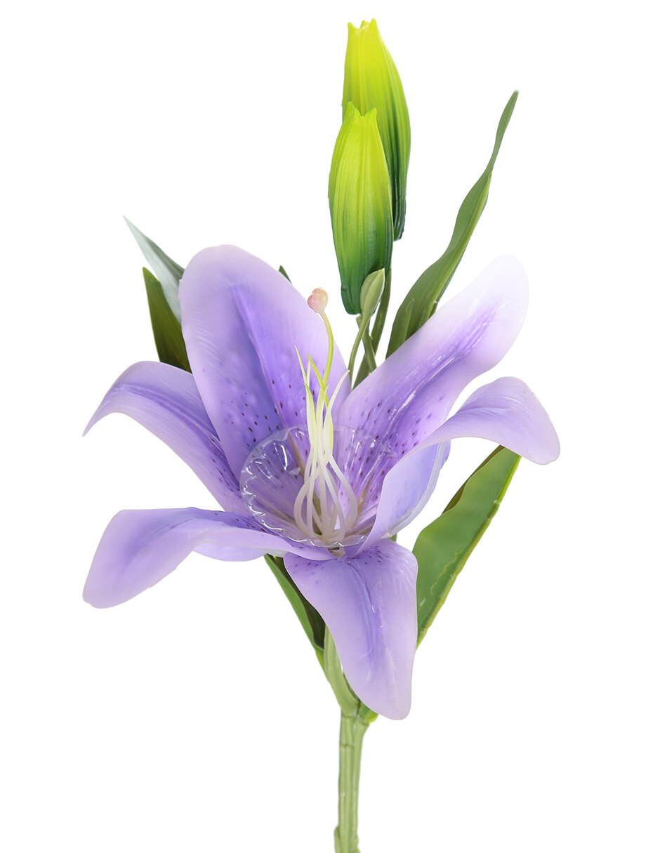 Lily