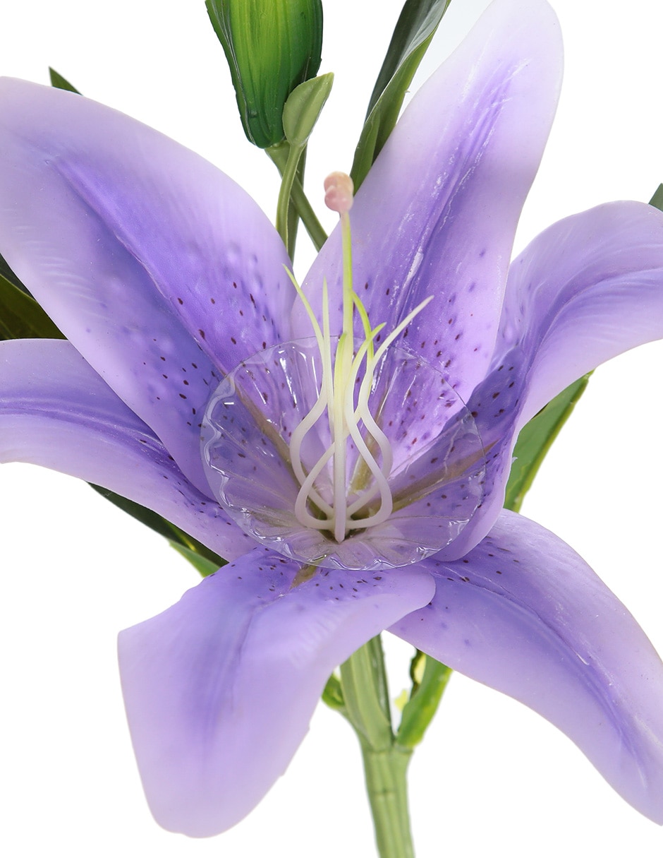 Lily