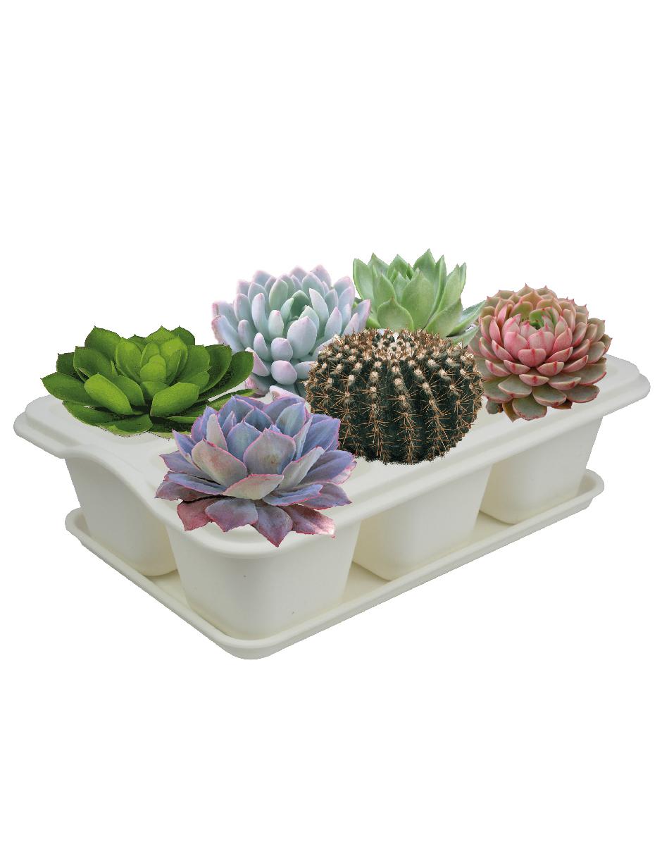 Plato para maceta de plástico con sistema automático de riego 3