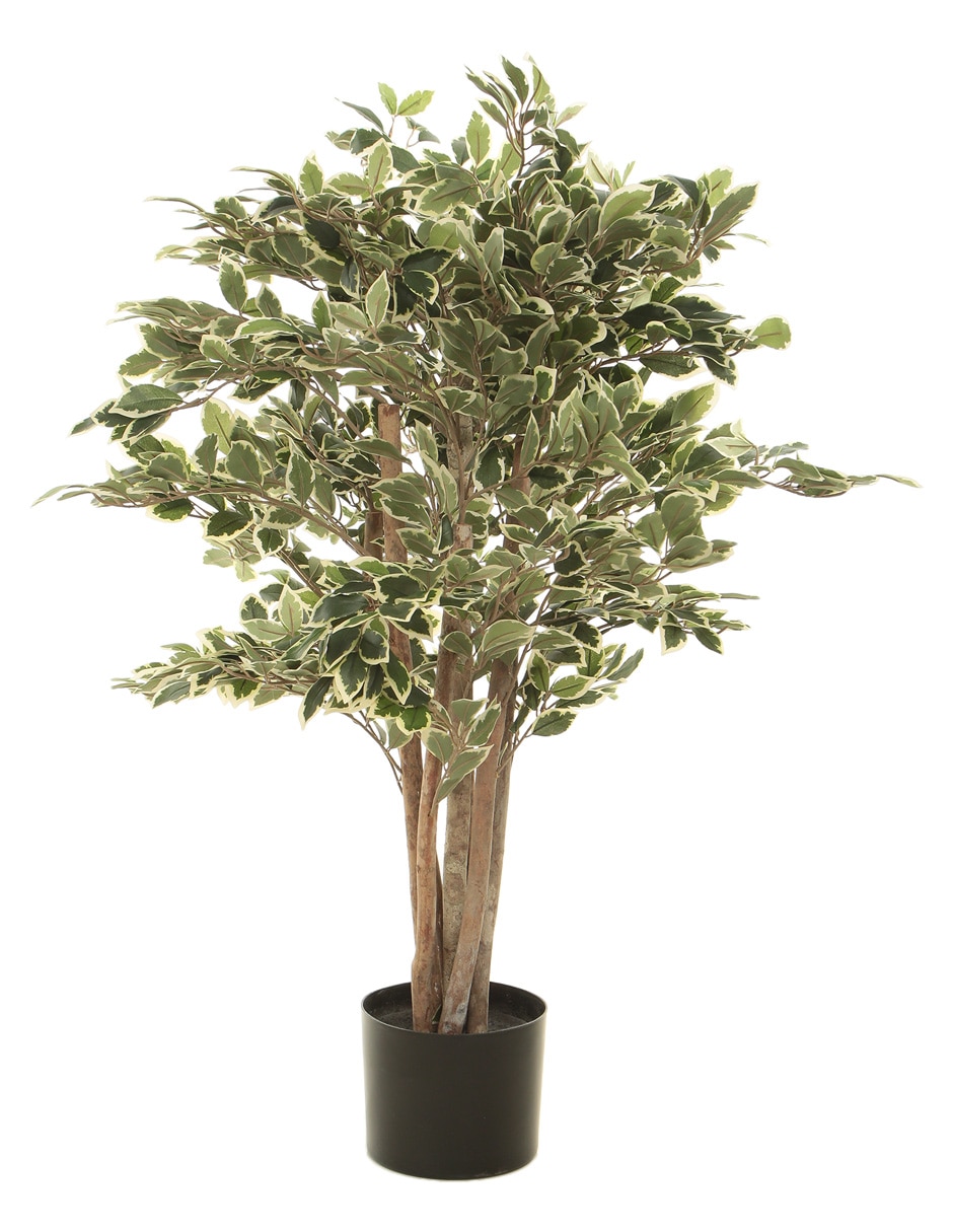 Ficus benjamina golden king Haus 100 cm con maceta