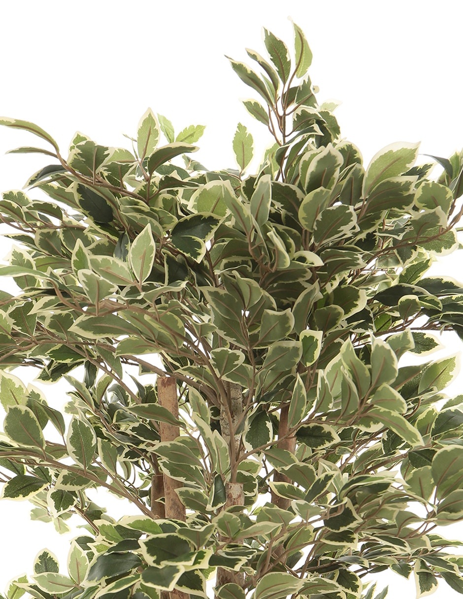 Ficus benjamina golden king Haus 100 cm con maceta