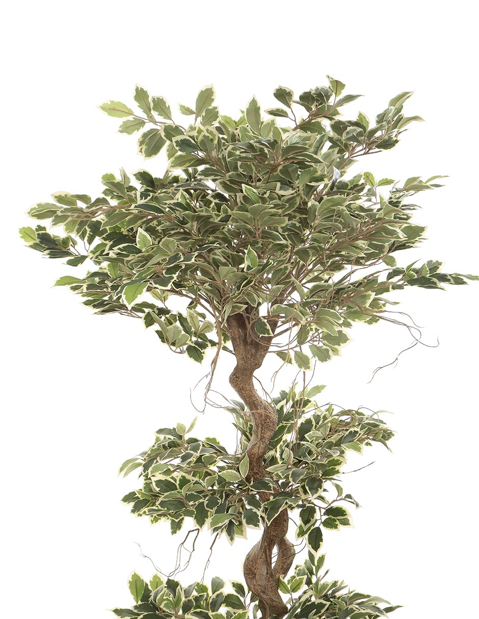 Árbol