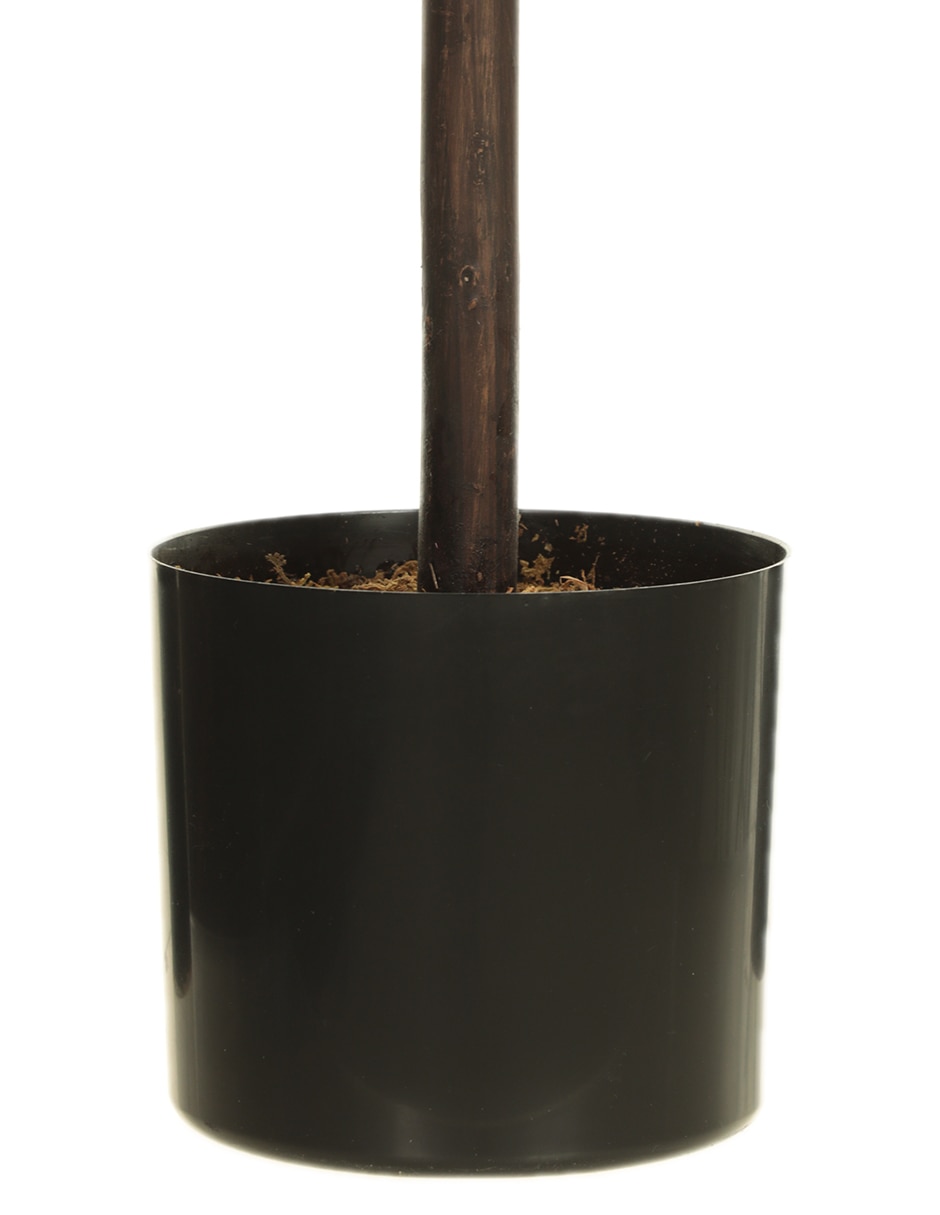 Árbol