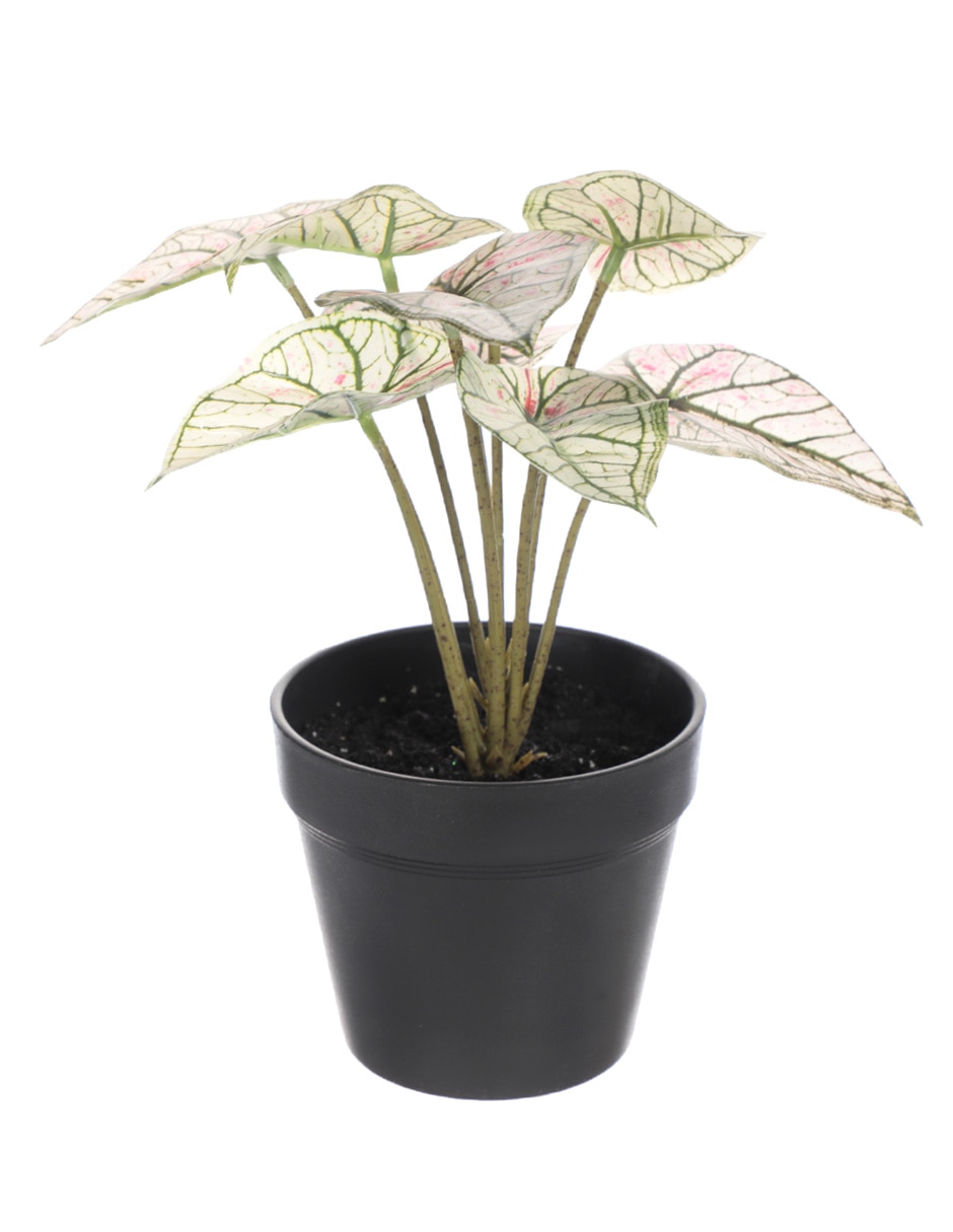 Planta caladium 24 cm con maceta