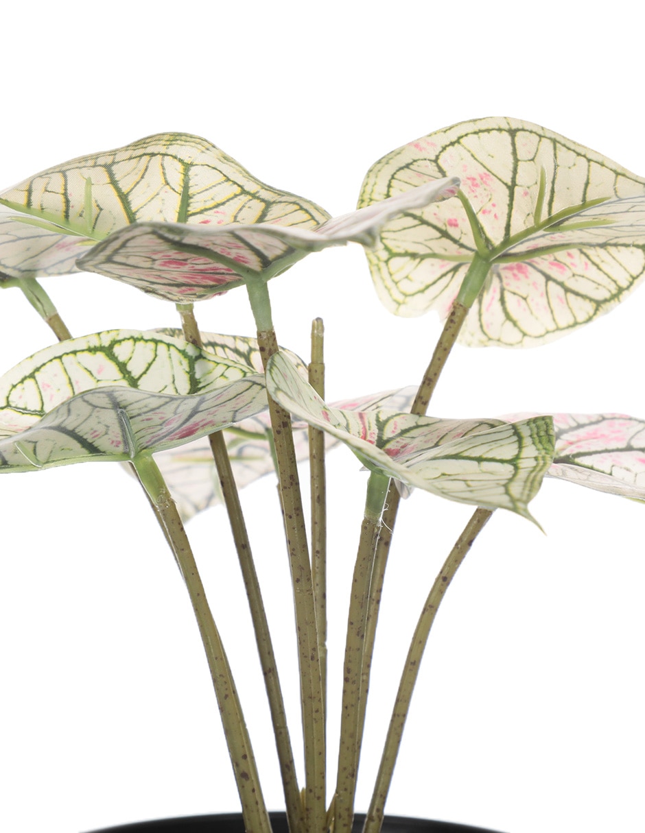 Planta caladium 24 cm con maceta 2