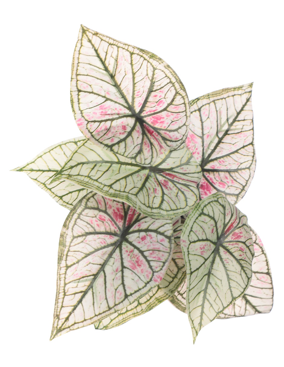 Planta caladium 24 cm con maceta 4
