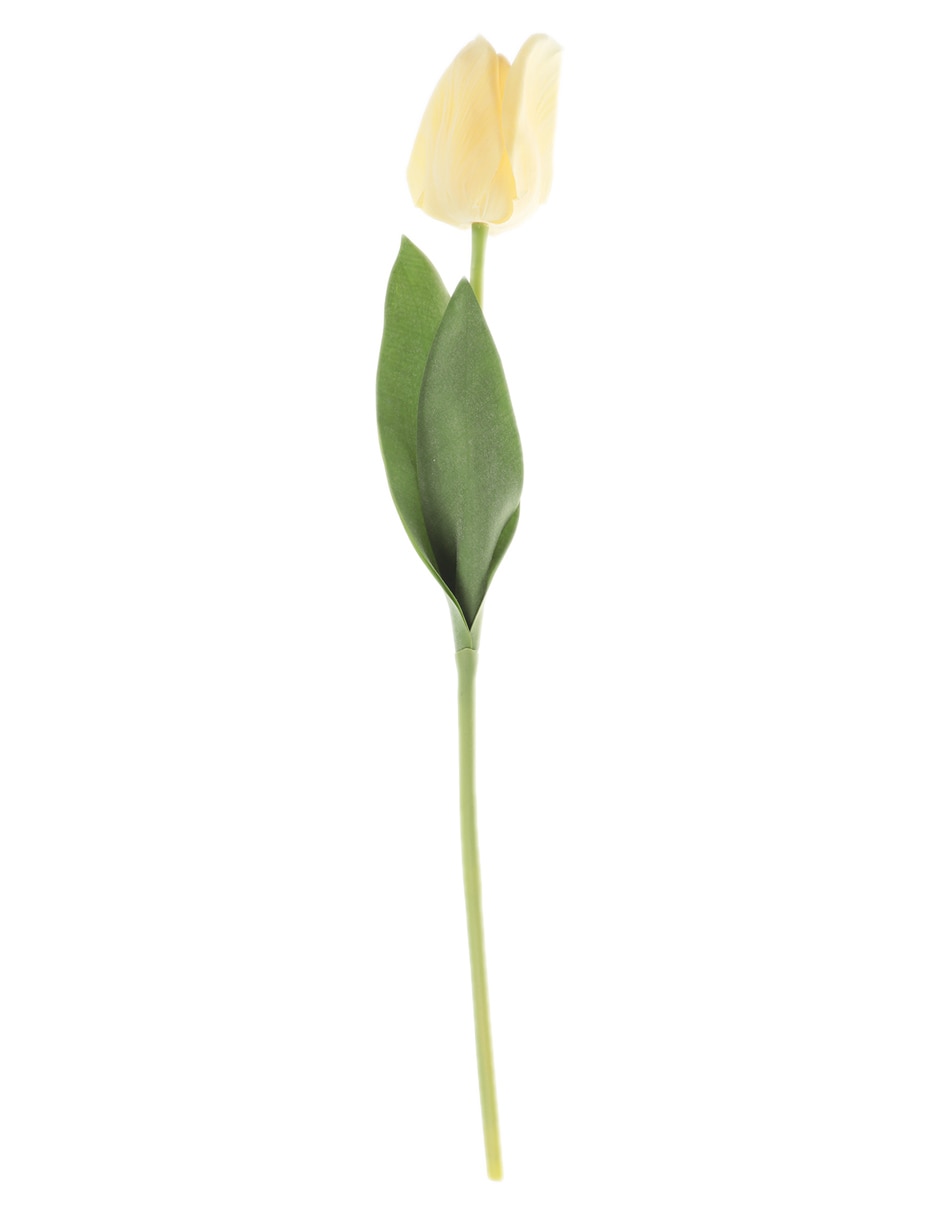Flor de tulipán 1