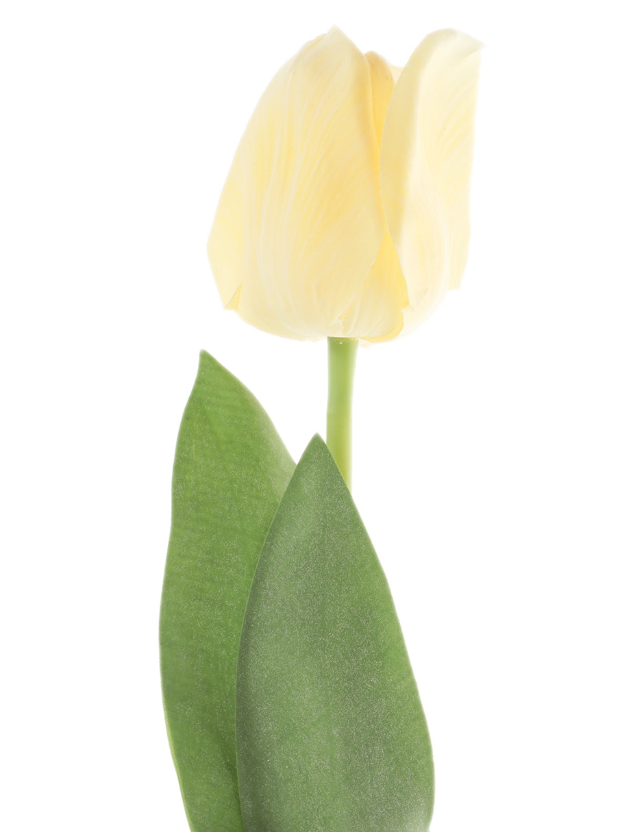 Flor de tulipán 2