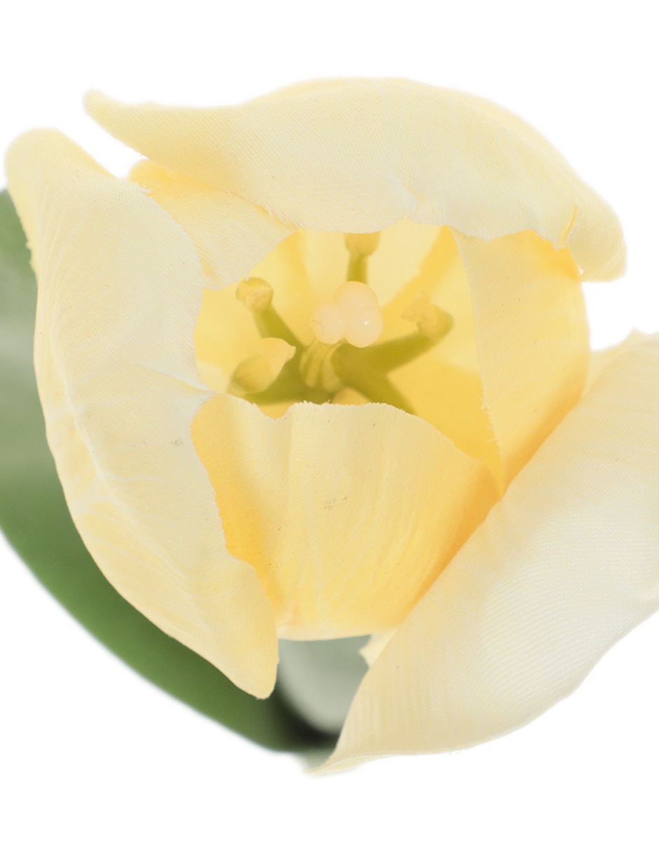 Flor de tulipán 3