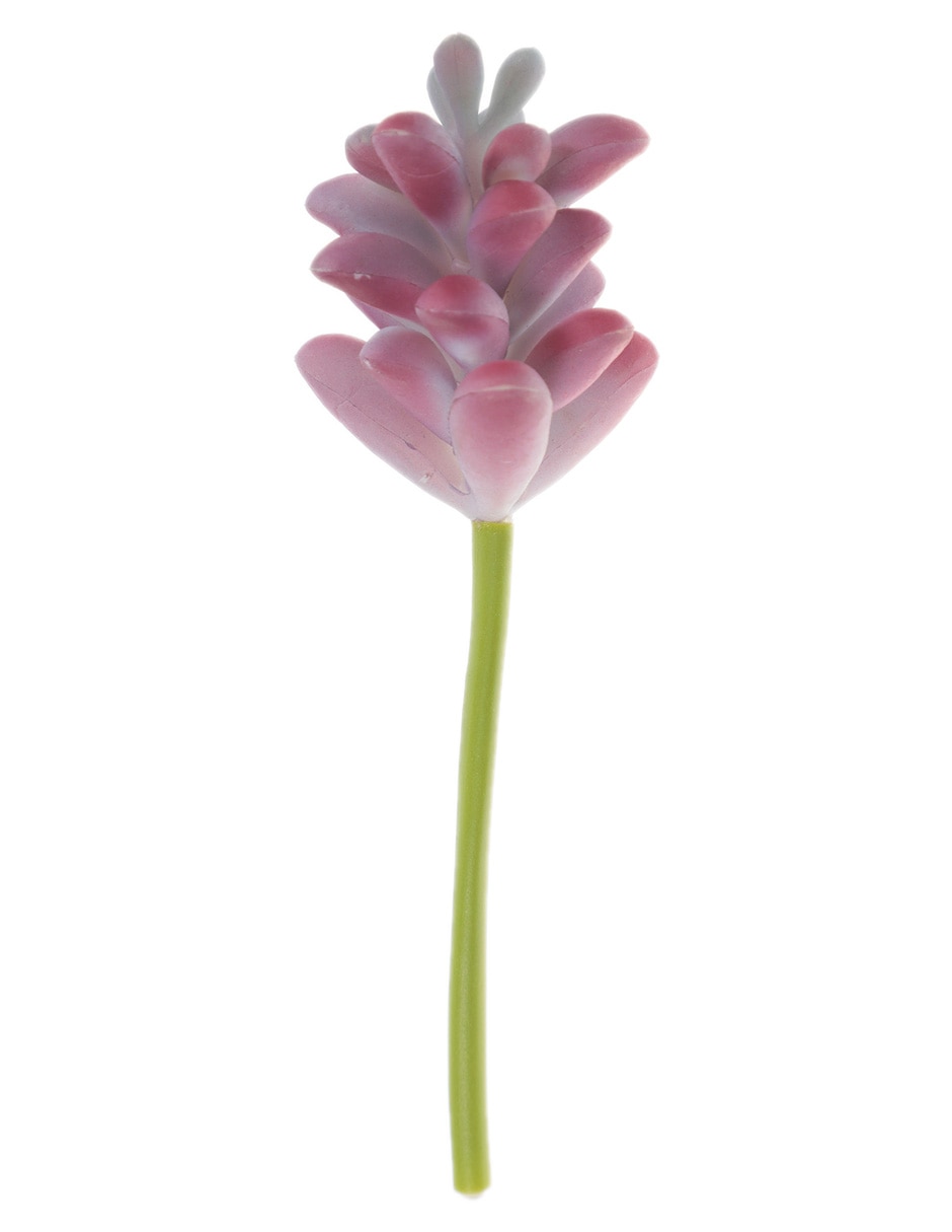 Suculenta