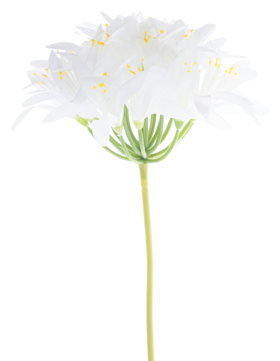 Nerine Tropical