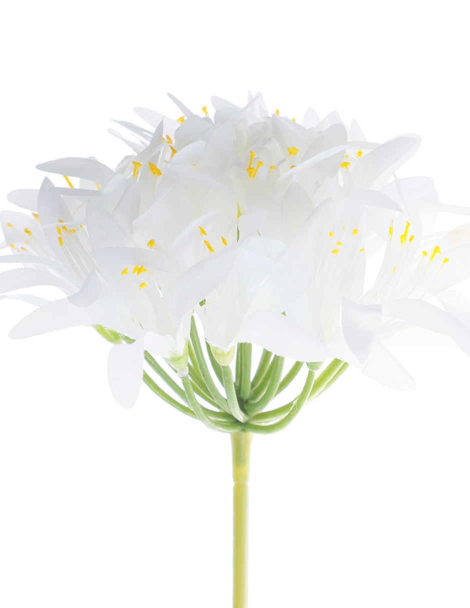 Nerine Tropical