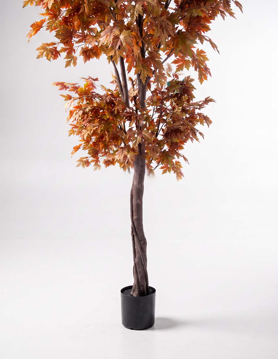 Árbol maple canela 240 cm con maceta 3