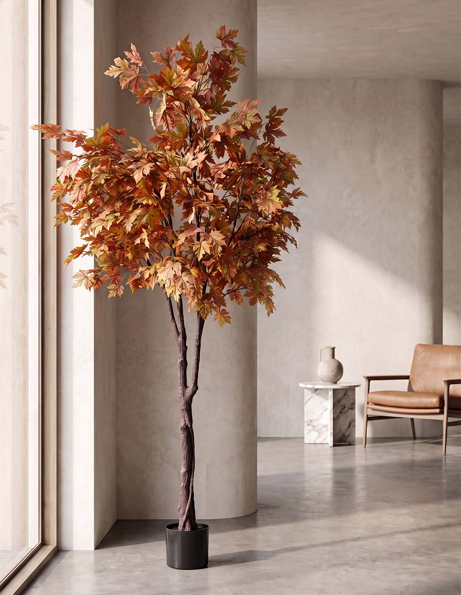 Árbol maple canela 240 cm con maceta 2