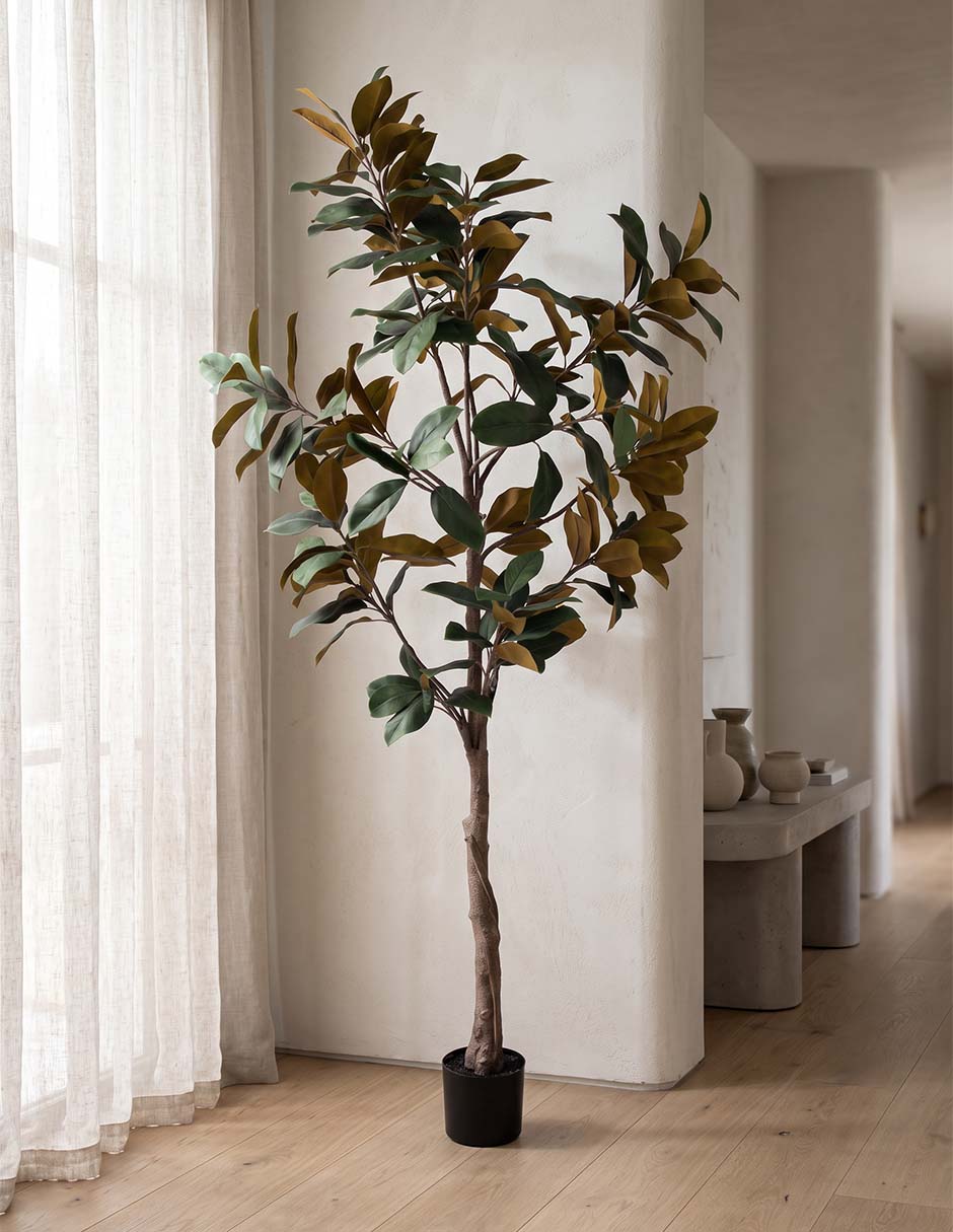 Magnolia Hau 201 cm con maceta 2