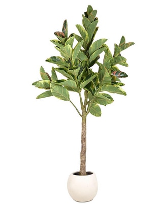 Árbol