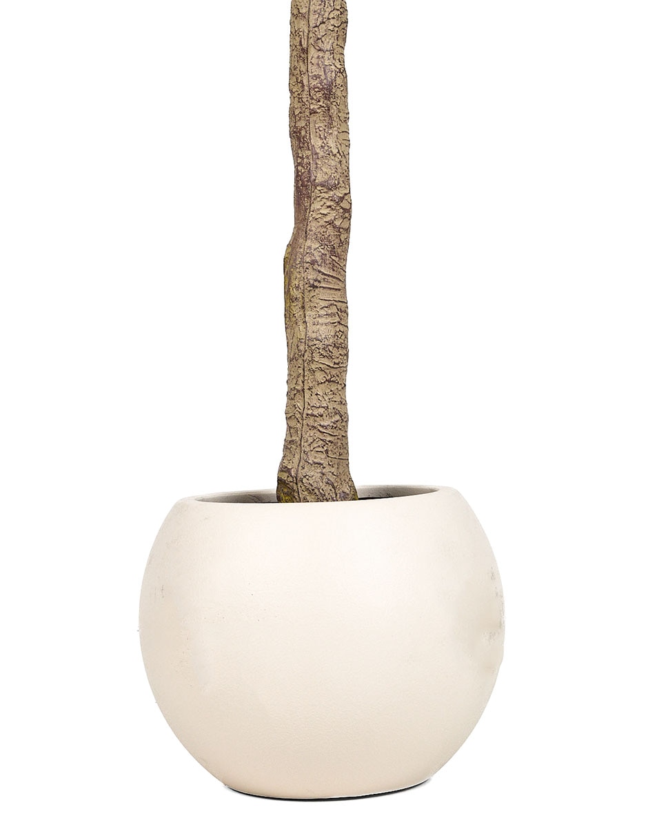 Árbol