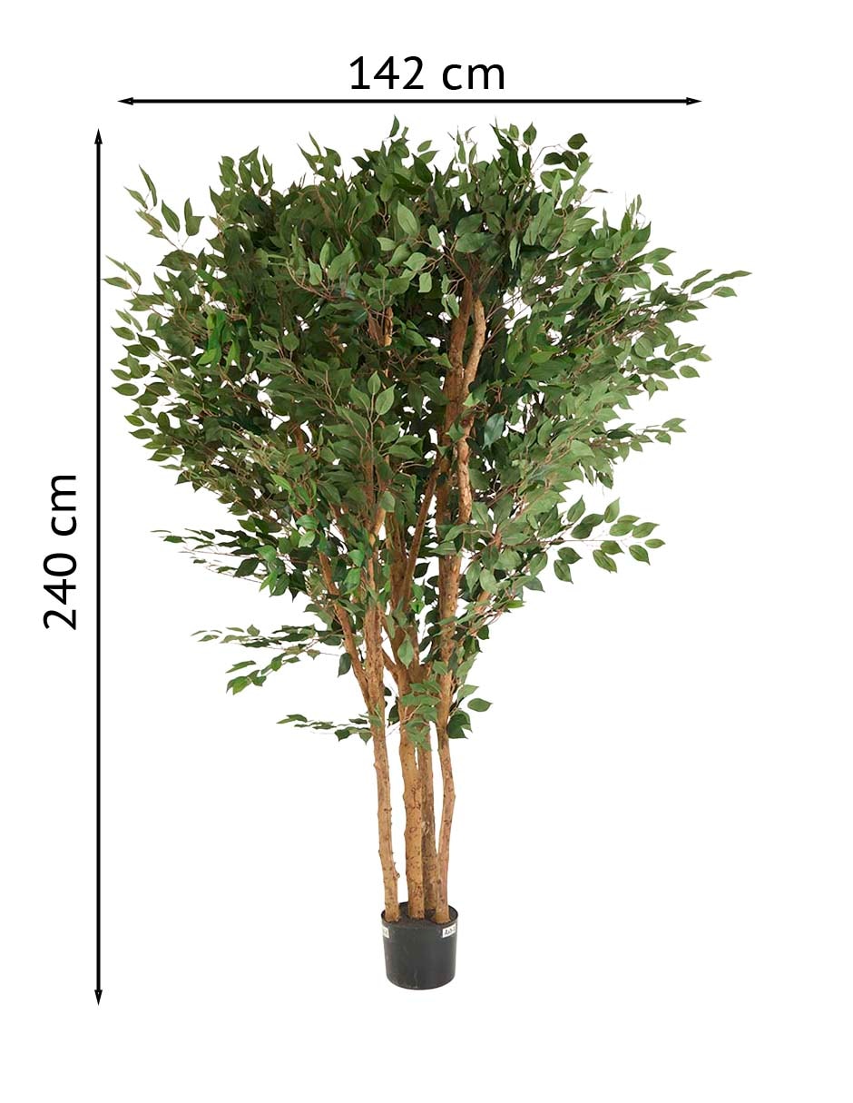 Árbol ficus 240 cm con maceta 6