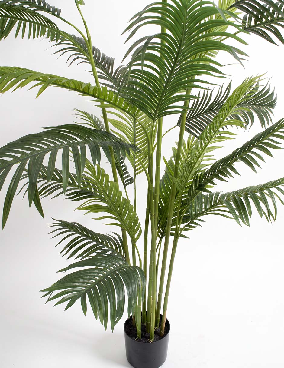 Árbol palmera 240 cm con maceta 3