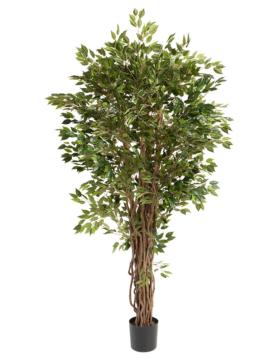 Árbol