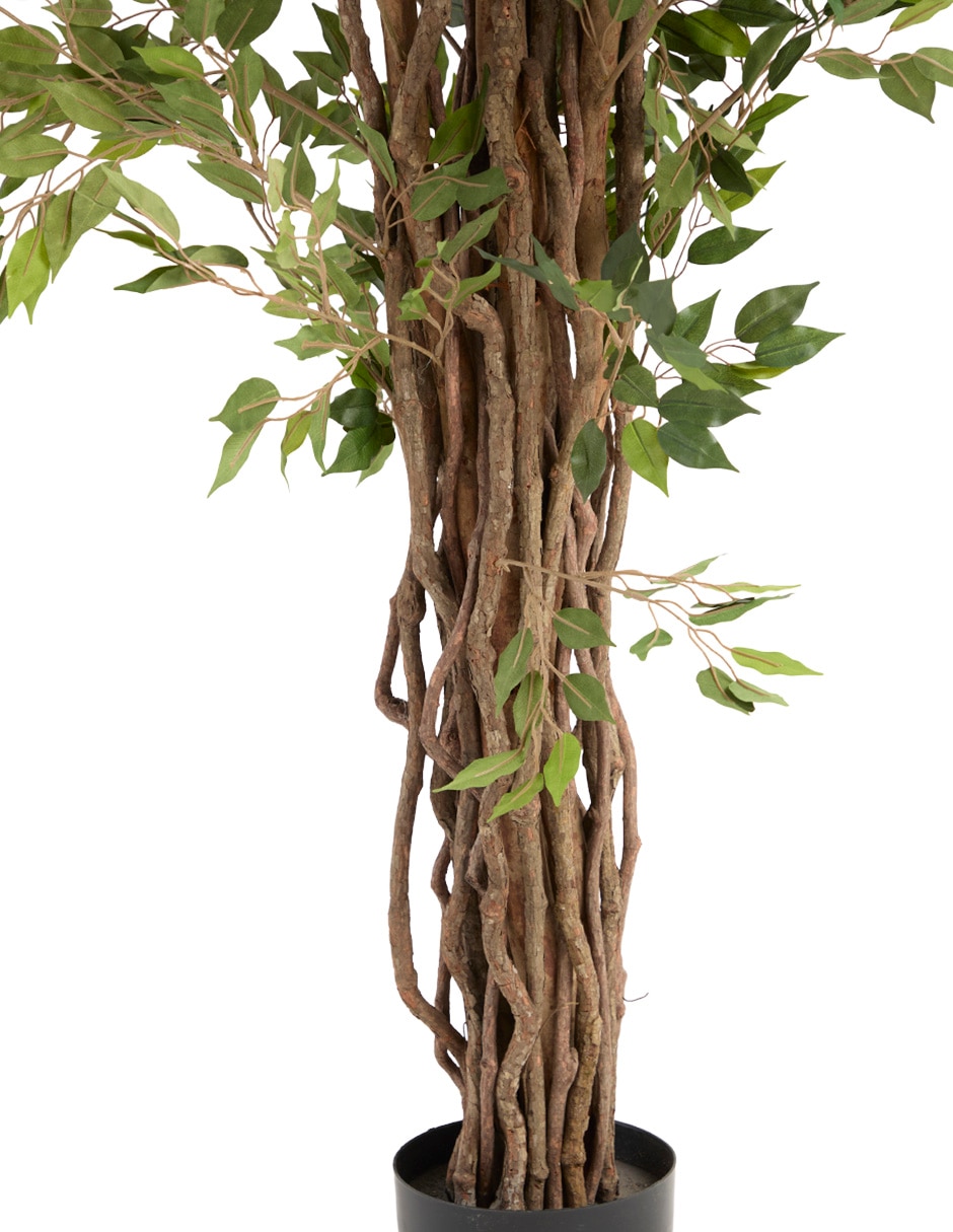 Árbol