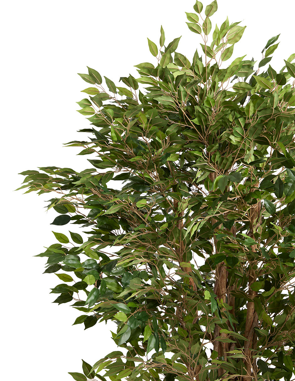 Árbol