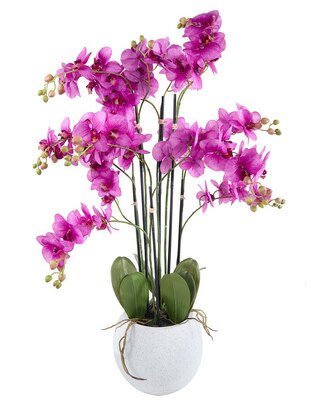 Preelaborado de orquídea Haus