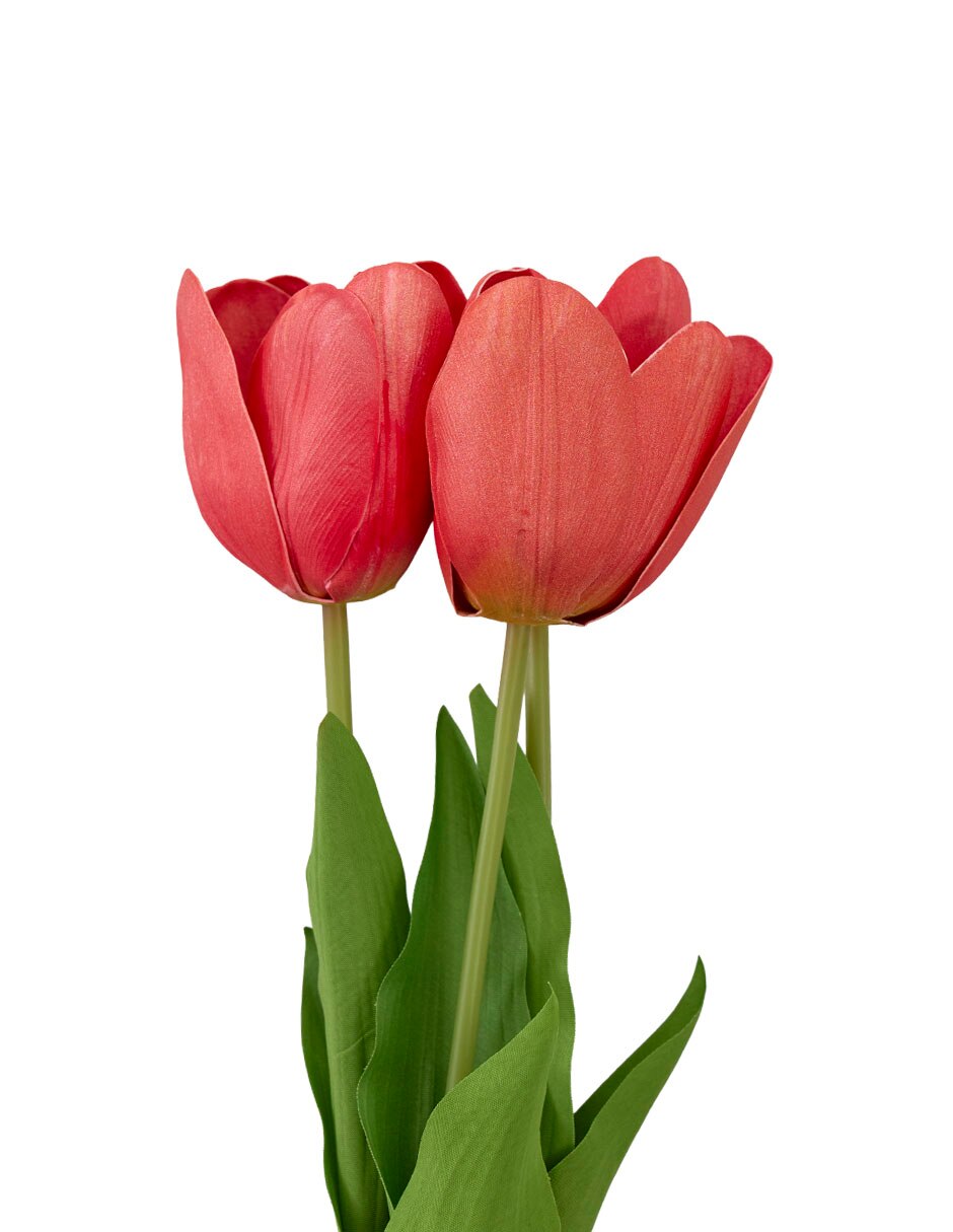Ramo de tulipán
