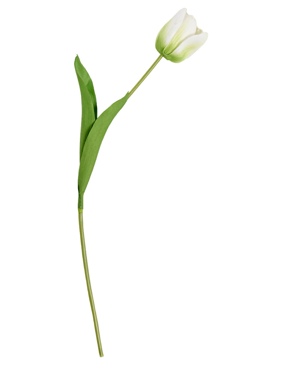Flor de tulipán