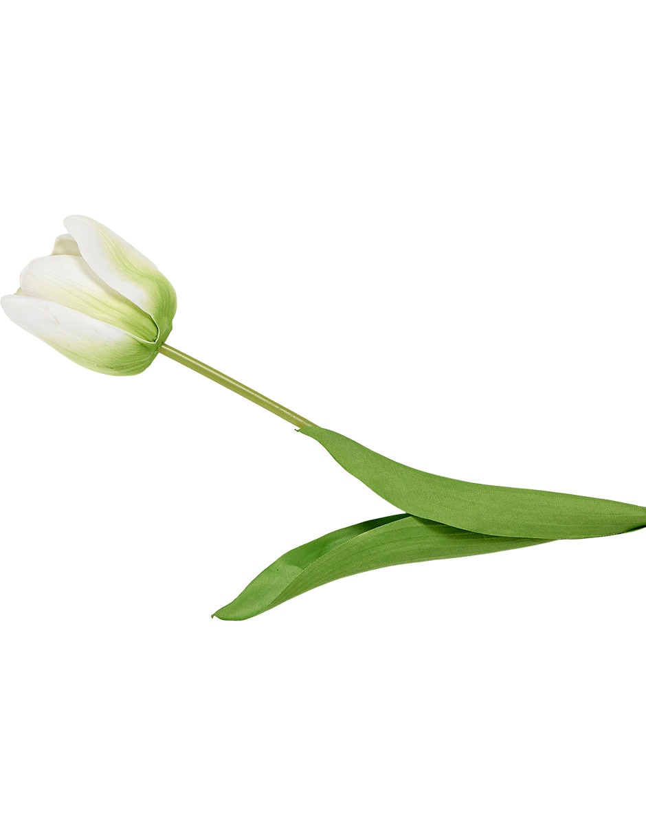Flor de tulipán