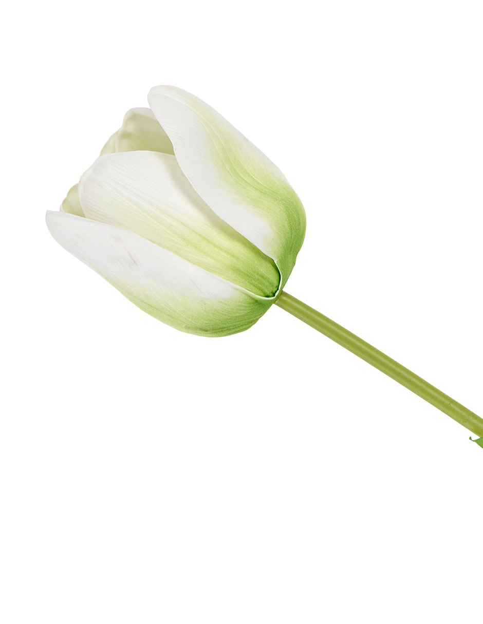 Flor de tulipán