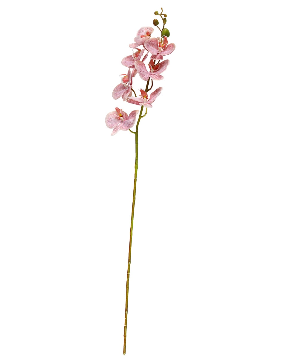 Flor de orquídea Flor de orquídea