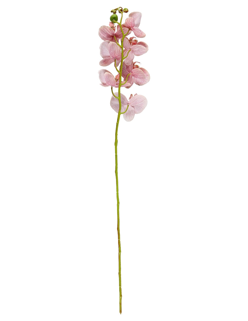 Flor de orquídea