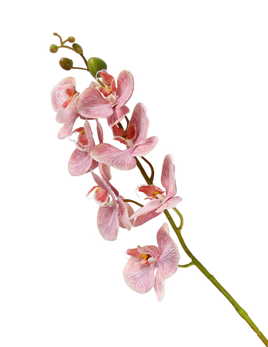 Flor de orquídea