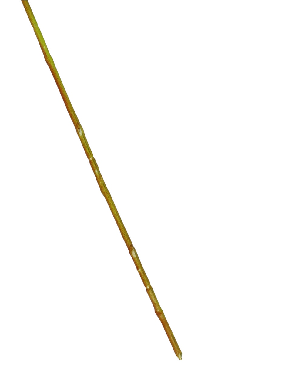 Flor de orquídea