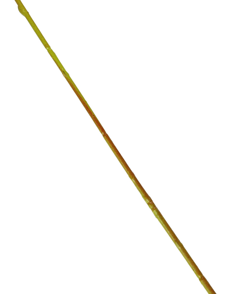 Vara de orquídea