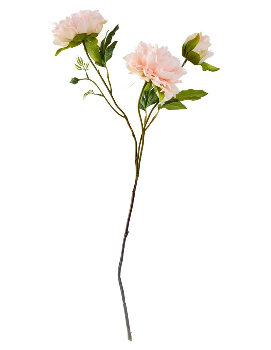 Flor de peonía
