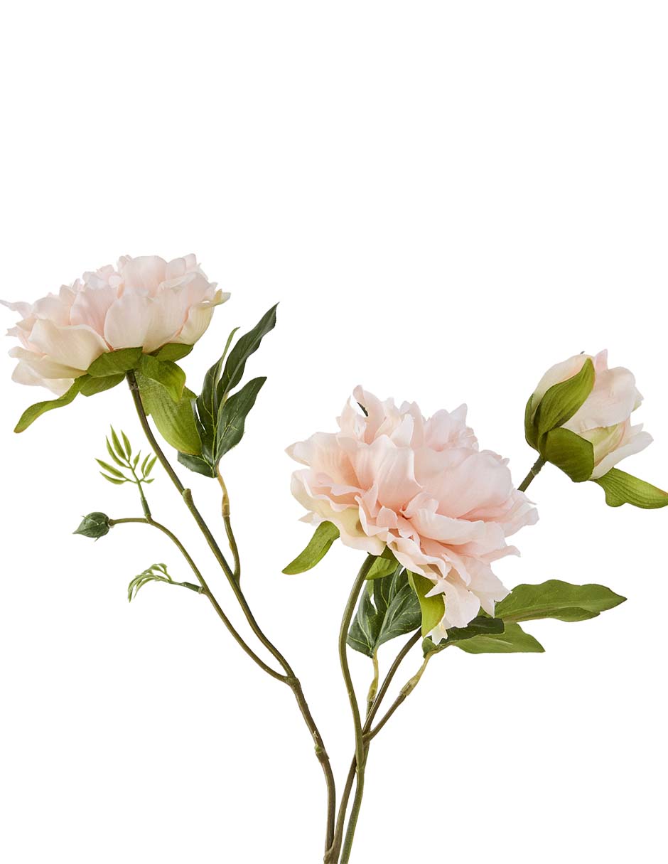 Flor de peonía 2