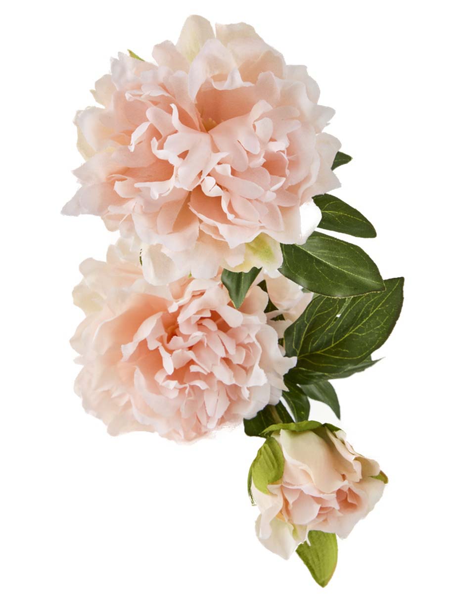 Flor de peonía 3